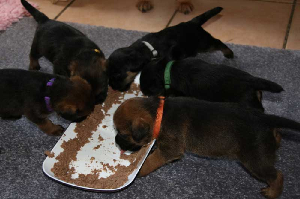 K-Wurf-Novemberi-2018-022