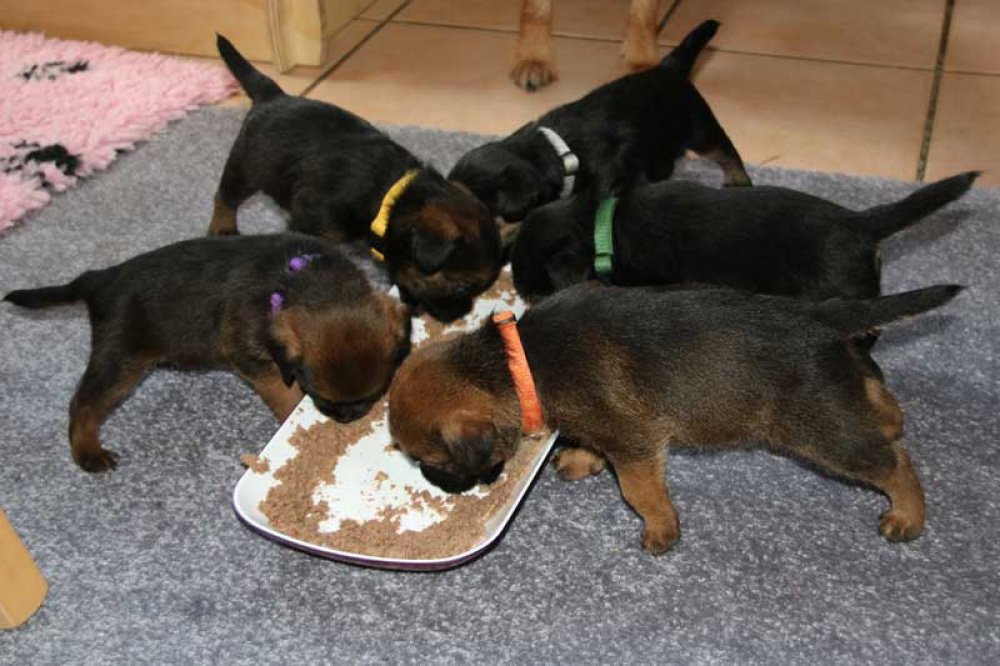 K-Wurf-Novemberi-2018-023