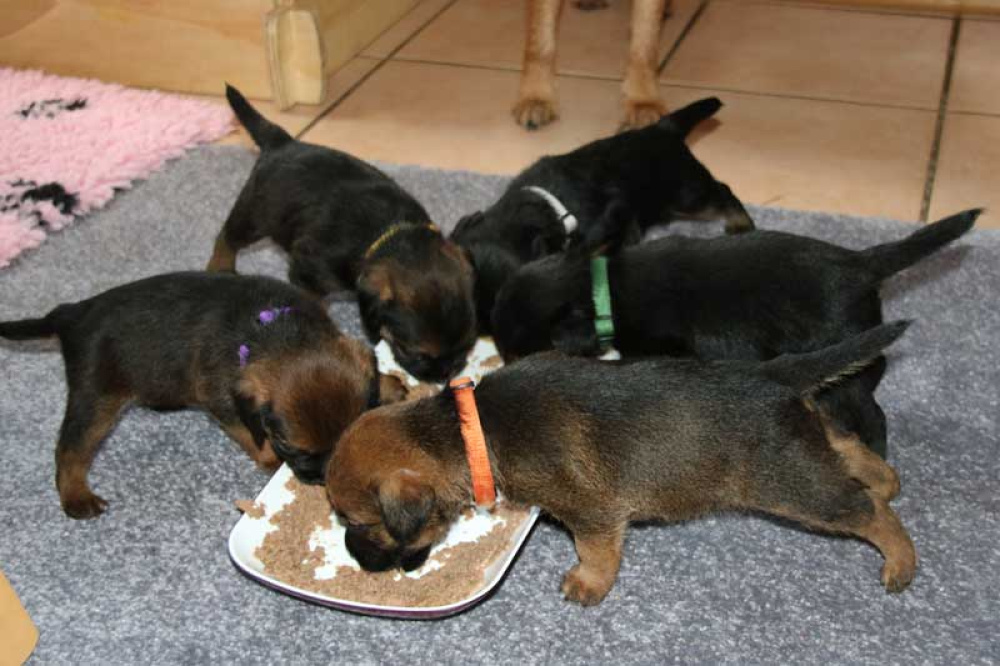 K-Wurf-Novemberi-2018-024