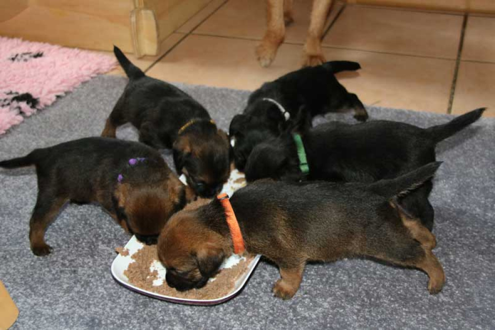 K-Wurf-Novemberi-2018-025