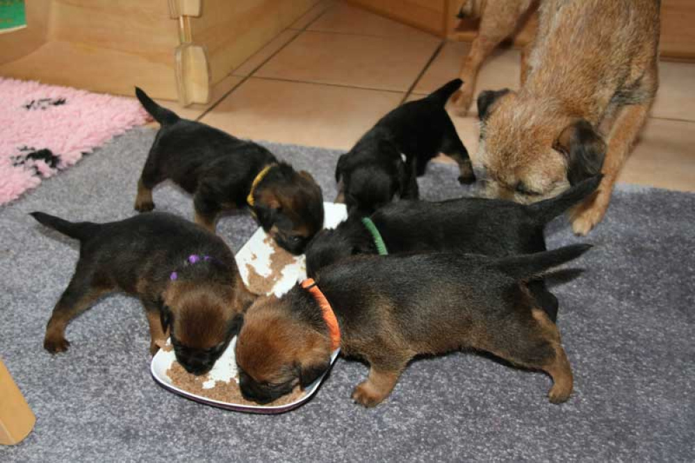 K-Wurf-Novemberi-2018-026