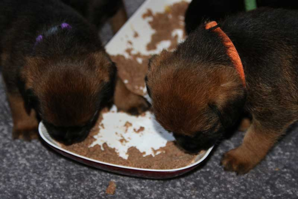 K-Wurf-Novemberi-2018-027