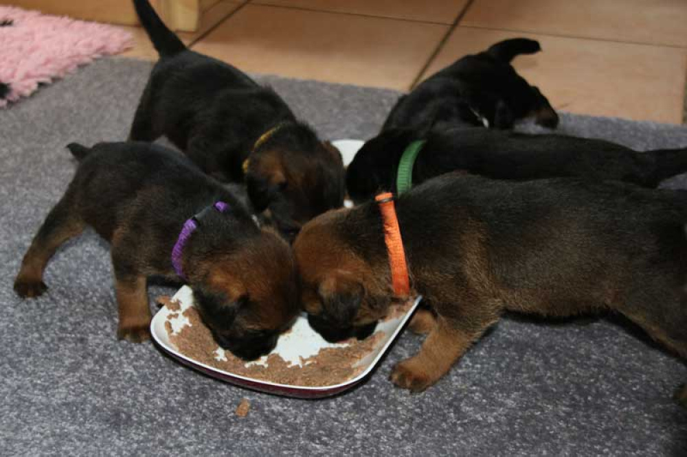 K-Wurf-Novemberi-2018-028