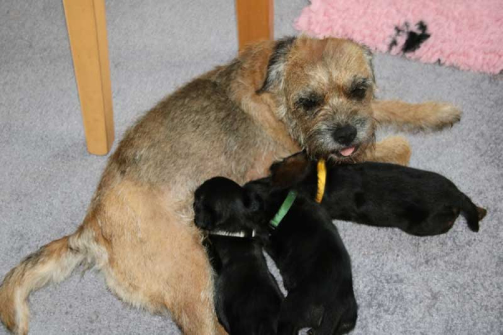 K-Wurf-Novemberi-2018-029