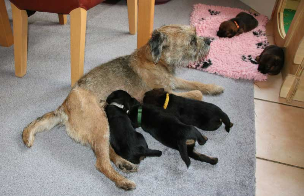 K-Wurf-Novemberi-2018-030