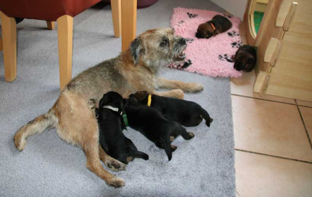 K-Wurf-Novemberi-2018-031