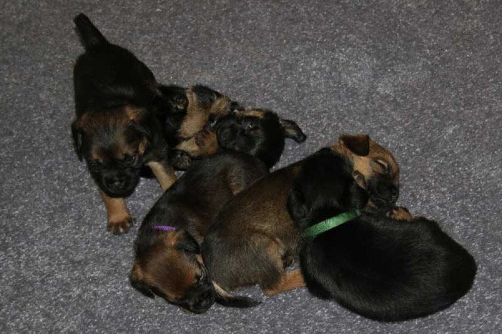 K-Wurf-Novemberi-2018-032