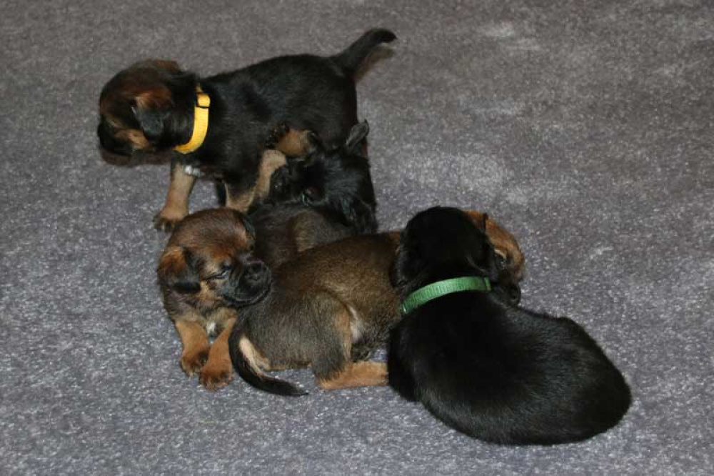 K-Wurf-Novemberi-2018-033