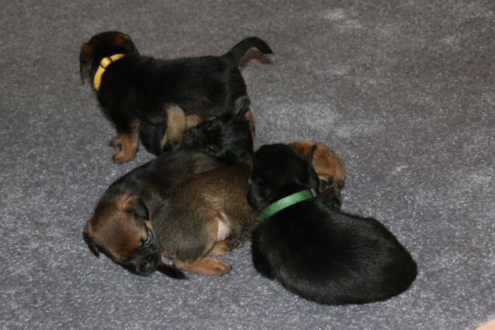 K-Wurf-Novemberi-2018-034