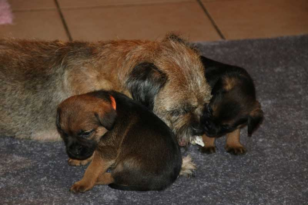 K-Wurf-Novemberi-2018-035