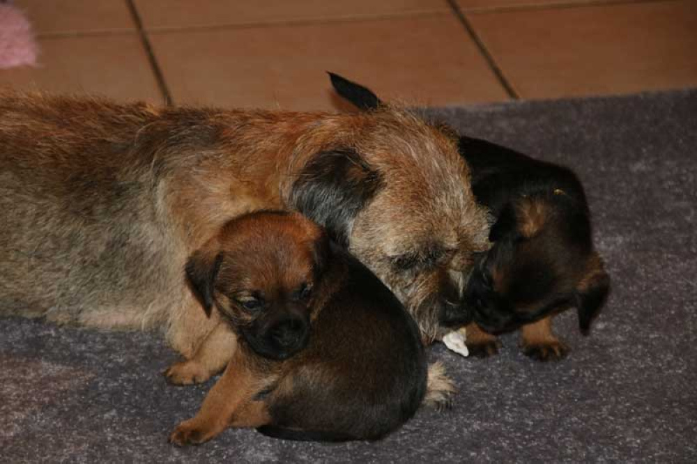 K-Wurf-Novemberi-2018-036