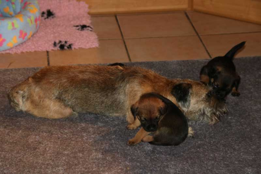 K-Wurf-Novemberi-2018-037